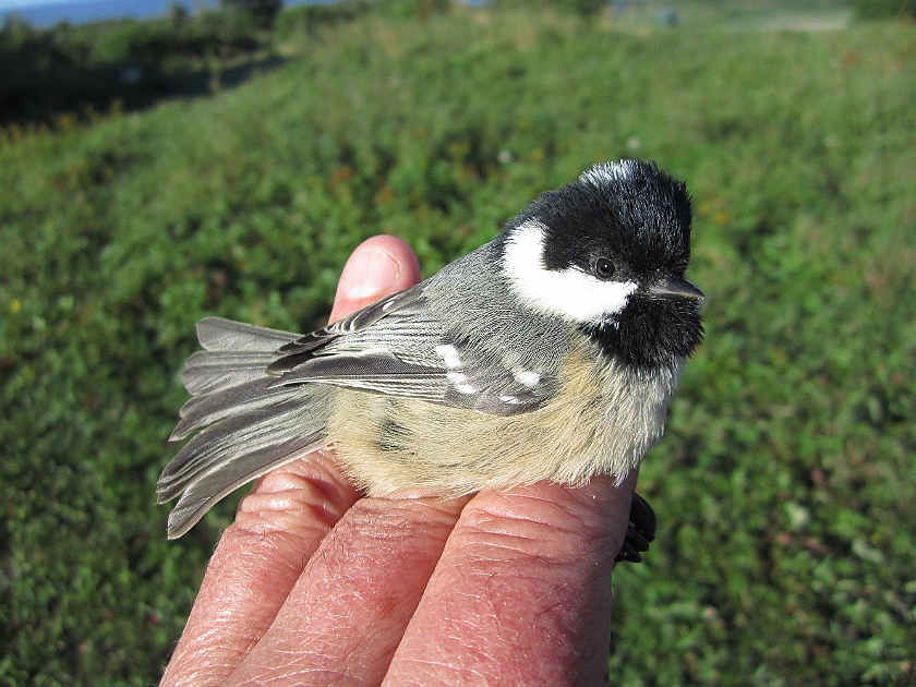 Coal Tit, Sundre 20120828